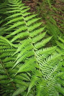 Dixie Wood Fern - Dryopteris Australis - 6 Pack Of 1 Gallon Pots -Garden Plant Seeds dryopteris australis dixie wood fern 10