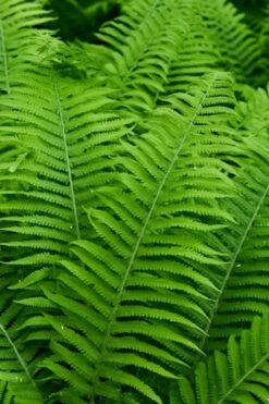 Dixie Wood Fern - Dryopteris Australis - 6 Pack Of 1 Gallon Pots -Garden Plant Seeds dryopteris australis dixie wood fern 12