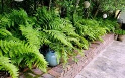 Autumn Brilliance Fern (Dryopteris Erythrosora) - 1 Gallon Pot -Garden Plant Seeds dryopteris erythrosora autumn brilliance fern 10