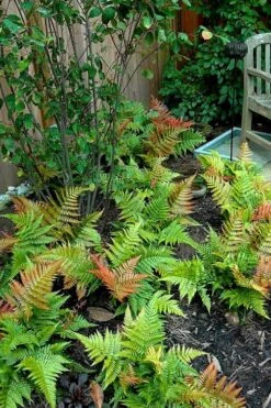 Autumn Brilliance Fern (Dryopteris Erythrosora) - 1 Gallon Pot -Garden Plant Seeds dryopteris erythrosora autumn brilliance fern 11