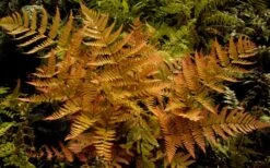 Autumn Brilliance Fern (Dryopteris Erythrosora) - 1 Gallon Pot -Garden Plant Seeds dryopteris erythrosora autumn brilliance fern 3