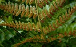 Autumn Brilliance Fern (Dryopteris Erythrosora) - 1 Gallon Pot -Garden Plant Seeds dryopteris erythrosora autumn brilliance fern 4