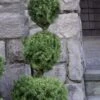 Poodle Tier Dwarf Alberta Spruce 3 Ball Topiary (3-Ball) - 3 Gallon Pot -Garden Plant Seeds dwarf alberta spruce 3 ball poodle tier 12 1