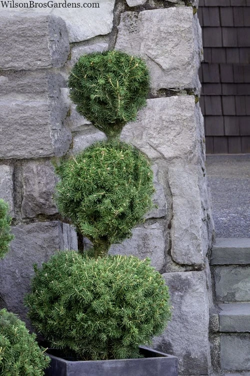 Poodle Tier Dwarf Alberta Spruce Topiary - 5 Gallon Pot 3 Poodle Tier Dwarf Alberta Spruce Topiary - 5 Gallon Pot