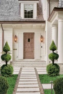 Dwarf Alberta Spruce 2-Ball Cone Topiary - 5 Gallon Pot -Garden Plant Seeds dwarf alberta spruce 3 ball poodle tier with pyramid1