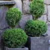 Poodle Tier Dwarf Alberta Spruce Topiary (2-Ball) - 2 Gallon Pot -Garden Plant Seeds dwarf alberta spruce two ball poodle tier topiary 1