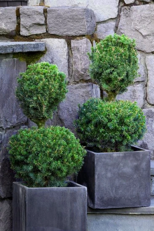 Poodle Tier Dwarf Alberta Spruce Topiary (2-Ball) - 2 Gallon Pot 3 Poodle Tier Dwarf Alberta Spruce Topiary (2-Ball) - 2 Gallon Pot