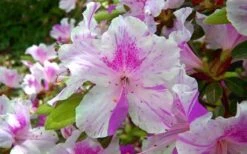Autumn Twist Encore Azalea - 1 Gallon Pot 9 Autumn Twist Encore Azalea - 1 Gallon Pot -Garden Plant Seeds encore azalea autumn twist