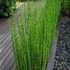 Horsetail Reed Grass - Equisetum Hyemale - 1 Gallon Pot 2 Horsetail Reed Grass - Equisetum Hyemale - 1 Gallon Pot -Garden Plant Seeds equisetum hyemale horsetail reedgrass 100