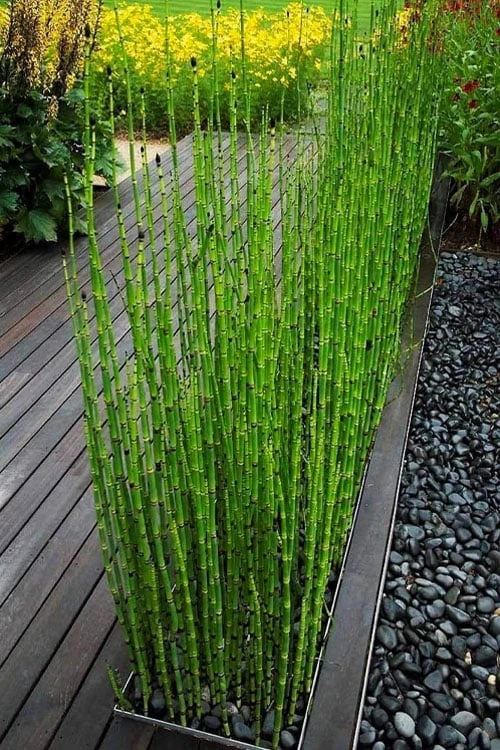 Horsetail Reed Grass - Equisetum Hyemale - 1 Gallon Pot 3 Horsetail Reed Grass - Equisetum Hyemale - 1 Gallon Pot