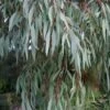 Angus Cold Hardy Eucalyptus Tree (Eucalyptus Nicholii) - Quart Pot -Garden Plant Seeds eucalyoptus nicholii angus 1 3