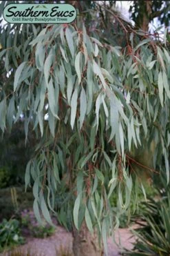Angus Cold Hardy Eucalyptus Tree (Eucalyptus Nicholii) - Quart Pot -Garden Plant Seeds eucalyoptus nicholii angus 1 4