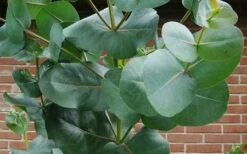 Big O Cold Hardy Eucalyptus Tree (Eucalyptus Neglecta) - 2 Gallon Pot -Garden Plant Seeds eucalyptus bigo leaves 3