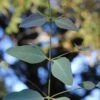 Grace Cold Hardy Eucalyptus Tree (Eucalyptus Elliptica) - 3 Gallon Pot -Garden Plant Seeds eucalyptus elliptica grace 1 1