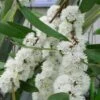 Snow Day Cold Hardy Eucalyptus Tree (Eucalyptus Gregsoniana) - 3 Quart Pot -Garden Plant Seeds eucalyptus gregsoniana snow day 1 1