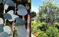Mappa Tassie Cold Hardy Eucalyptus Tree (Eucalyptus Pauciflora) - Quart Pot -Garden Plant Seeds eucalyptus mappa tassie combo 2