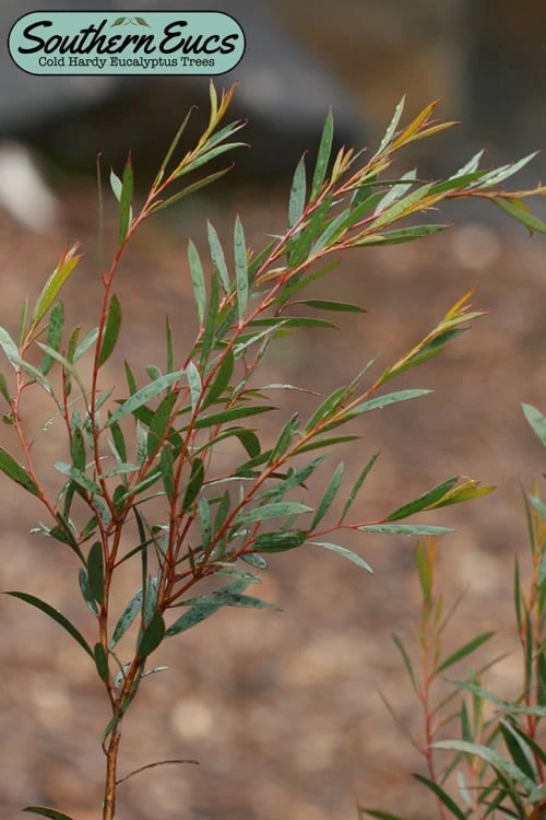 Skinny Minny Hardy Eucalyptus Tree (Eucalyptus Moorei) - Quart Pot 3 Skinny Minny Hardy Eucalyptus Tree (Eucalyptus Moorei) - Quart Pot