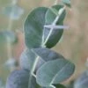 Big O Cold Hardy Eucalyptus Tree (Eucalyptus Neglecta) - 3 Gallon Pot -Garden Plant Seeds eucalyptus neglecta big 0 1 4