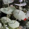 Luna Cold Hardy Eucalyptus Tree (Eucalyptus Perriniana) - 3 Quart Pot -Garden Plant Seeds eucalyptus perreniana luna 1 2