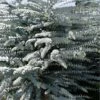 Bluey Cold Hardy Eucalyptus Tree (Eucalyptus Pulverulenta) - 3 Gallon Pot -Garden Plant Seeds eucalyptus pulverulenta bluey 1 2