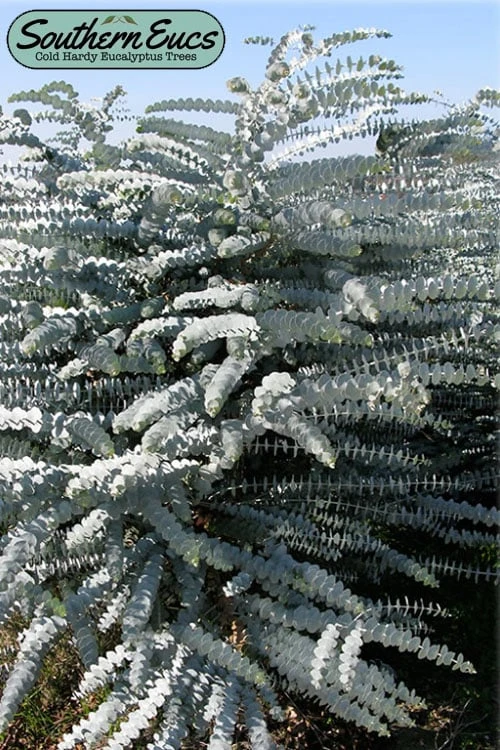Bluey Cold Hardy Eucalyptus Tree (Eucalyptus Pulverulenta) - 6 Pack Of 1 Gallon Pots 3 Bluey Cold Hardy Eucalyptus Tree (Eucalyptus Pulverulenta) - 6 Pack Of 1 Gallon Pots