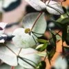 Maggie Cold Hardy Eucalyptus Tree (Eucalyptus Nova Anglica) - Quart Pot -Garden Plant Seeds eucalytpus nova anglica maggie 1