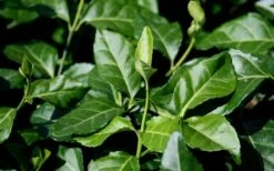 Purple Wintercreeper (Euonymus Fortunei 'Coloratus') - 6 Pack Of Pint Pots -Garden Plant Seeds euonymus fortunei coloratus purple wintercreeper 1