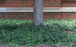 Purple Wintercreeper (Euonymus Fortunei 'Coloratus') - 6 Pack Of Pint Pots -Garden Plant Seeds euonymus fortunei coloratus purple wintercreeper 4