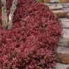 Purple Wintercreeper (Euonymus Fortunei 'Coloratus') - 72 Pack Of Pint Pots -Garden Plant Seeds euonymus fortunei coloratus purple wintercreeper 8 1