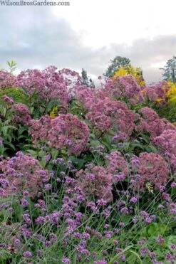 Queen Of The Prairie Hollow Stem Joe Pye Weed - 6 Pack Of 1 Gallon Pots -Garden Plant Seeds eupatoriadelphus fistulosa joe pye weed 15 1