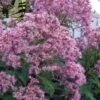 Queen Of The Prairie Hollow Stem Joe Pye Weed - 6 Pack Of 1 Gallon Pots -Garden Plant Seeds eupatoriadelphus fistulosa joe pye weed 16 1