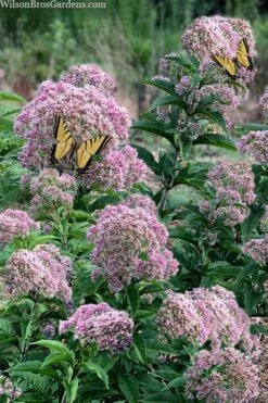 Queen Of The Prairie Hollow Stem Joe Pye Weed - 6 Pack Of 1 Gallon Pots -Garden Plant Seeds eupatoriadelphus fistulosa joe pye weed 5 1