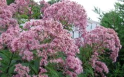 Queen Of The Prairie Hollow Stem Joe Pye Weed - 6 Pack Of 1 Gallon Pots -Garden Plant Seeds eupatoriadelphus fistulosa joe pye weed 8 1