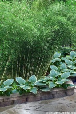 Robust Bamboo - Fargesia Robusta - 1 Gallon Pot -Garden Plant Seeds fargesia robusta robust clumping bamboo 103