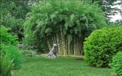 Robust Bamboo - Fargesia Robusta - 1 Gallon Pot -Garden Plant Seeds fargesia robusta robust clumping bamboo 105