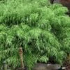 Sunset Glow Clumping Bamboo (Fargesia Rufa) - 3 Gallon Pot -Garden Plant Seeds fargesia rufa sunset glow clumping bamboo 8