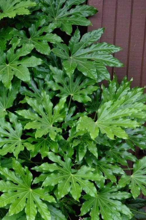 Fatsia Japonica (Japanese Aralia / Glossy Paper Plant) - 7 Gallon Pot (2-3') 3 Fatsia Japonica (Japanese Aralia / Glossy Paper Plant) - 7 Gallon Pot (2-3')