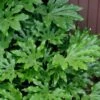 Fatsia Japonica - Japanese Aralia - Glossy Paper Plant - 5 Gallon Pot -Garden Plant Seeds fatsia Japanese Aralia 1 500x750 4