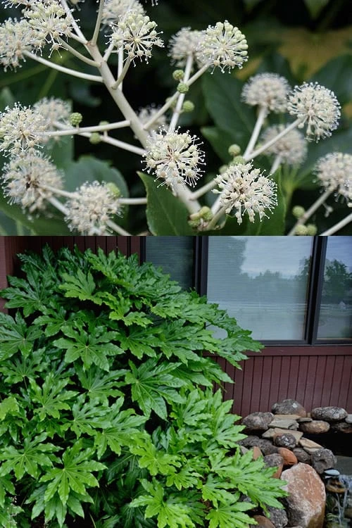 Fatsia Japonica (Japanese Aralia / Glossy Paper Plant) - 7 Gallon Pot (2-3') 6 Fatsia Japonica (Japanese Aralia / Glossy Paper Plant) - 7 Gallon Pot (2-3') - Image 4