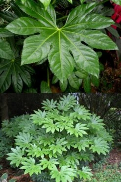 Fatsia Japonica (Japanese Aralia / Glossy Paper Plant) - 7 Gallon Pot -Garden Plant Seeds fatsia Japanese Aralia 500x750 3