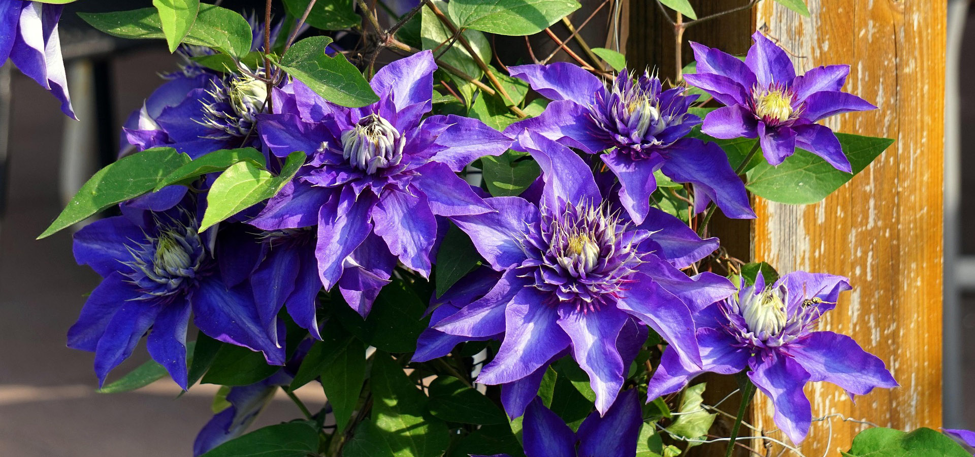 Garden Plant Seeds -Garden Plant Seeds flower 3394261 1920