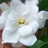 Fall In Love Cold Hardy Gardenia - 1 Gallon Pot -Garden Plant Seeds gardenia Fall In Love WB 500x750 1