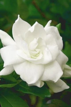 August Beauty Gardenia (Single Trunk Topiary Tree) - 5 Gallon Pot -Garden Plant Seeds gardenia august beauty 5 500x750 3