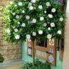 August Beauty Gardenia (Single Trunk Topiary Tree) - 5 Gallon Pot -Garden Plant Seeds gardenia august beuaty tree 5