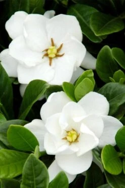 Buttons Gardenia - 6 Pack Of 1 Gallon Pots -Garden Plant Seeds gardenia buttons 1 1