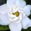 Buttons Gardenia - 1 Gallon Pot -Garden Plant Seeds gardenia buttons 2 2