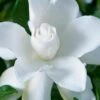 Celestial Star Gardenia - 1 Gallon Pot -Garden Plant Seeds gardenia celestial star 1
