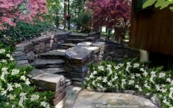 Celestial Star Gardenia - 1 Gallon Pot -Garden Plant Seeds gardenia celestial star 5