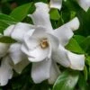 Fool Proof Gardenia - 2 Gallon Pot -Garden Plant Seeds gardenia fool proof 1