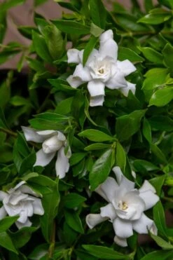 Fool Proof Gardenia - 3 Gallon Pot -Garden Plant Seeds gardenia fool proof 4 1
